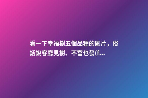 看一下幸福樹五個品種的圖片，俗話說客廳見樹、不富也發(fā)!8種吉祥樹-第1張-觀點-玄機派