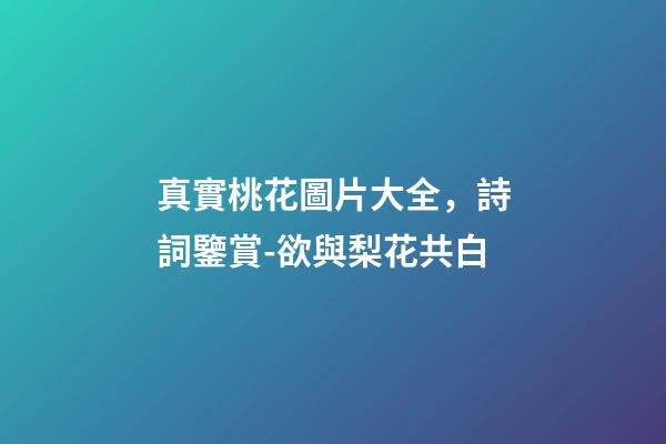 真實桃花圖片大全，詩詞鑒賞-欲與梨花共白-第1張-觀點-玄機派