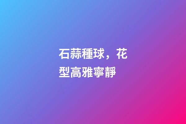 石蒜種球，花型高雅寧靜-第1張-觀點-玄機派