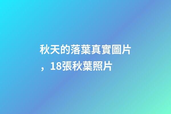 秋天的落葉真實圖片，18張秋葉照片-第1張-觀點-玄機派