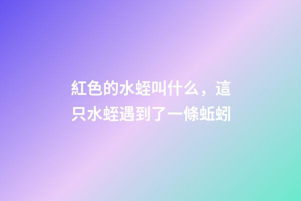 紅色的水蛭叫什么，這只水蛭遇到了一條蚯蚓-第1張-觀點-玄機派