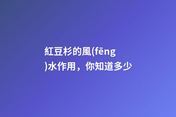 紅豆杉的風(fēng)水作用，你知道多少