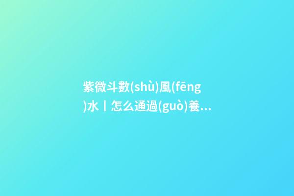 紫微斗數(shù)風(fēng)水丨怎么通過(guò)養(yǎng)狗旺風(fēng)水？