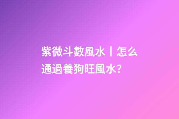 紫微斗數風水丨怎么通過養狗旺風水？