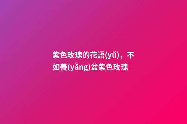 紫色玫瑰的花語(yǔ)，不如養(yǎng)盆紫色玫瑰-第1張-觀點(diǎn)-玄機(jī)派