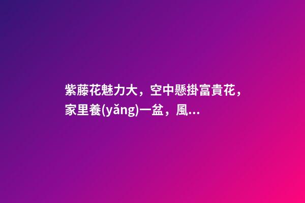 紫藤花魅力大，空中懸掛富貴花，家里養(yǎng)一盆，風(fēng)水保家
