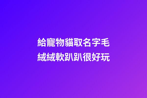 給寵物貓取名字毛絨絨軟趴趴很好玩