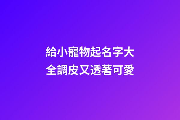 給小寵物起名字大全調皮又透著可愛