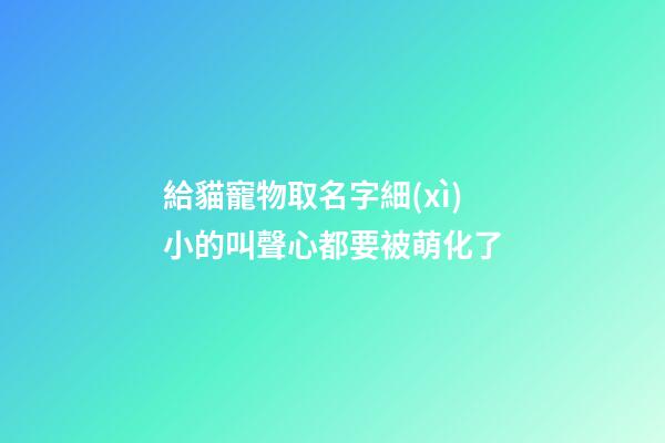 給貓寵物取名字細(xì)小的叫聲心都要被萌化了