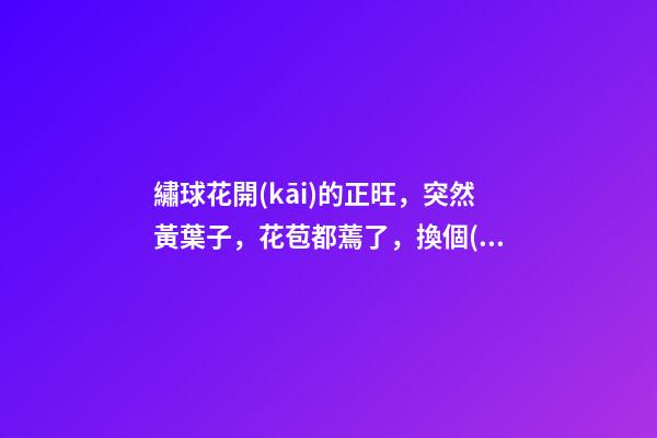 繡球花開(kāi)的正旺，突然黃葉子，花苞都蔫了，換個(gè)“風(fēng)水寶地”養(yǎng)