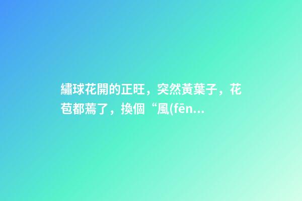 繡球花開的正旺，突然黃葉子，花苞都蔫了，換個“風(fēng)水寶地”養(yǎng)