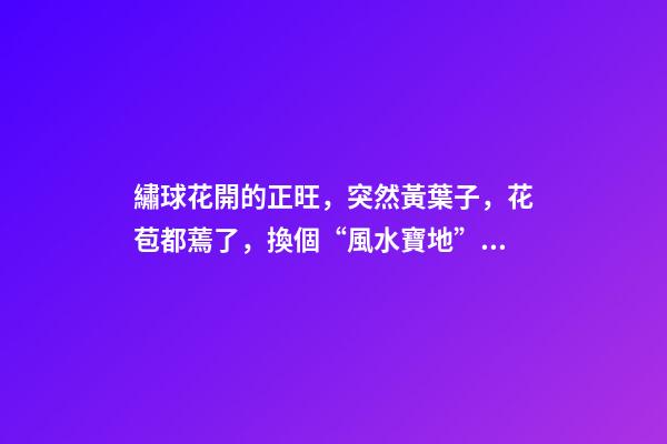 繡球花開的正旺，突然黃葉子，花苞都蔫了，換個“風水寶地”養