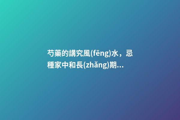 芍藥的講究風(fēng)水，忌種家中和長(zhǎng)期養(yǎng)護(hù)