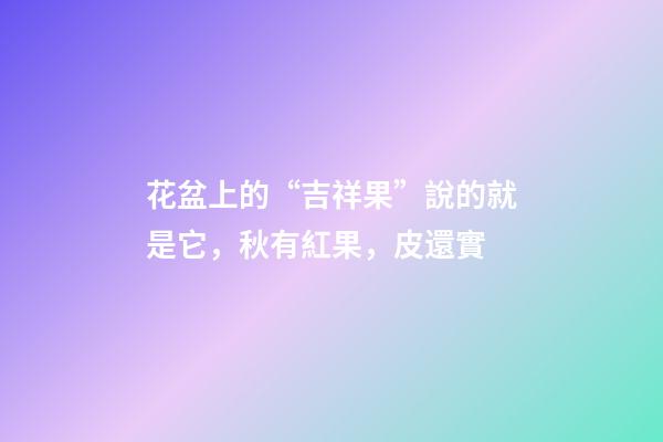 花盆上的“吉祥果”說的就是它，秋有紅果，皮還實