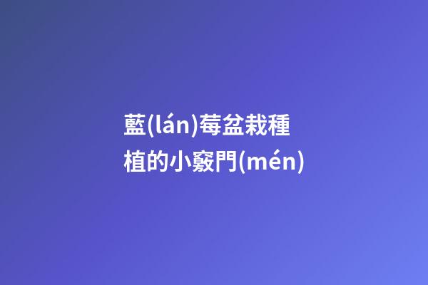 藍(lán)莓盆栽種植的小竅門(mén)