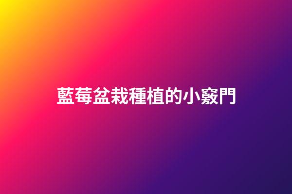 藍莓盆栽種植的小竅門