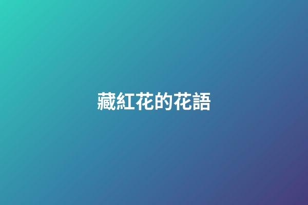 藏紅花的花語