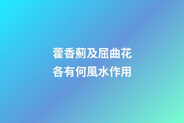 藿香薊及屈曲花各有何風水作用?