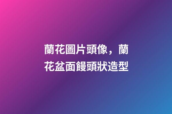 蘭花圖片頭像，蘭花盆面饅頭狀造型-第1張-觀點-玄機派