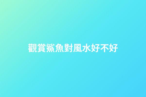 觀賞鯊魚對風水好不好