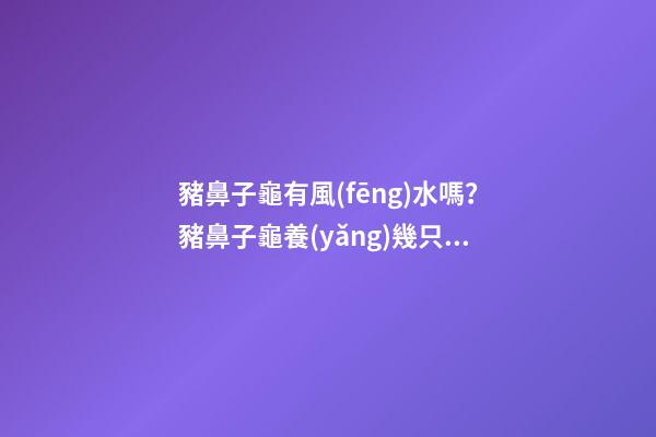 豬鼻子龜有風(fēng)水嗎？豬鼻子龜養(yǎng)幾只比較好？