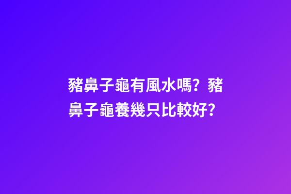 豬鼻子龜有風水嗎？豬鼻子龜養幾只比較好？