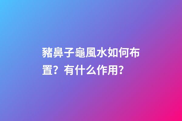 豬鼻子龜風水如何布置？有什么作用？