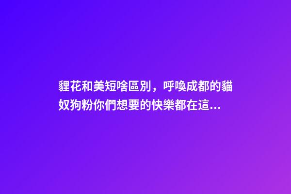 貍花和美短啥區別，呼喚成都的貓奴狗粉你們想要的快樂都在這些地方~-第1張-觀點-玄機派