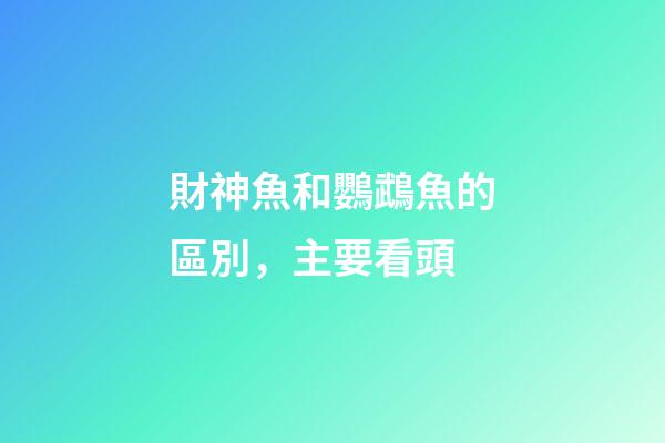 財神魚和鸚鵡魚的區別，主要看頭