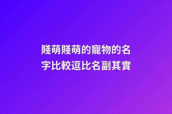 賤萌賤萌的寵物的名字比較逗比名副其實