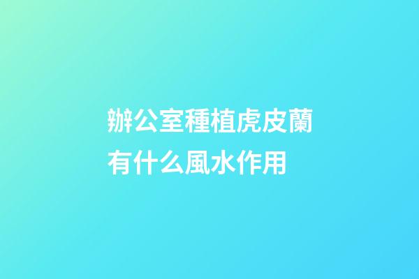 辦公室種植虎皮蘭有什么風水作用
