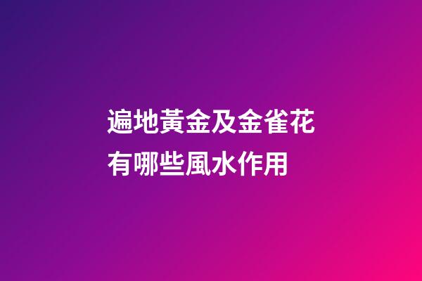 遍地黃金及金雀花有哪些風水作用?