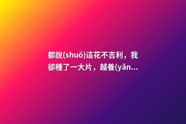 都說(shuō)這花不吉利，我卻種了一大片，越養(yǎng)越上癮