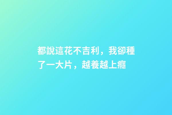 都說這花不吉利，我卻種了一大片，越養越上癮
