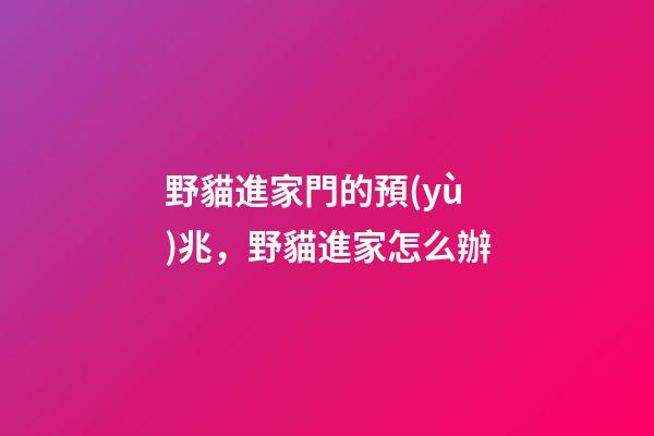 野貓進家門的預(yù)兆，野貓進家怎么辦