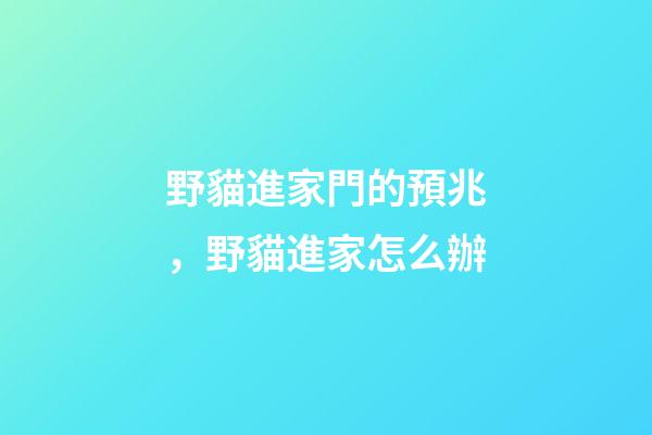 野貓進家門的預兆，野貓進家怎么辦