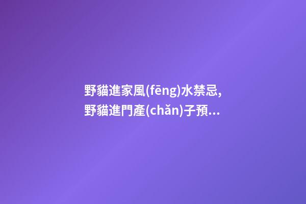 野貓進家風(fēng)水禁忌,野貓進門產(chǎn)子預(yù)示什么