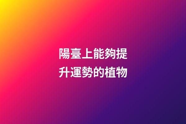 陽臺上能夠提升運勢的植物