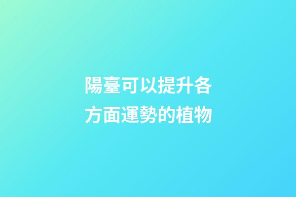 陽臺可以提升各方面運勢的植物