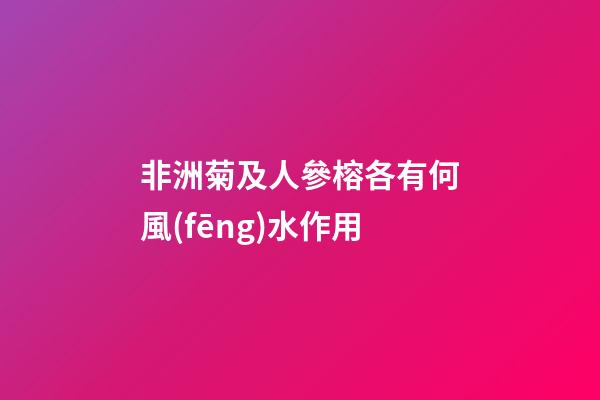 非洲菊及人參榕各有何風(fēng)水作用?