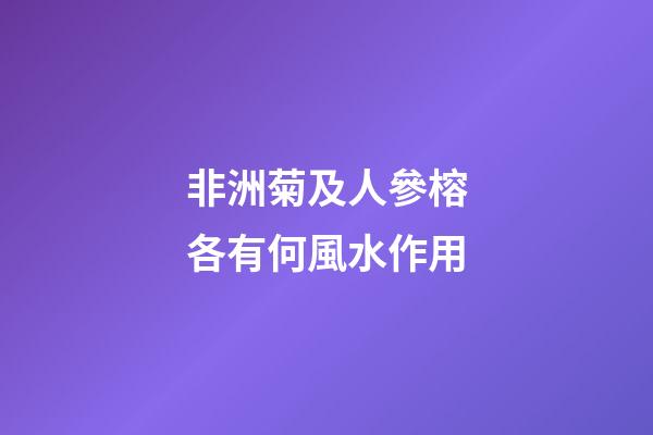 非洲菊及人參榕各有何風水作用?