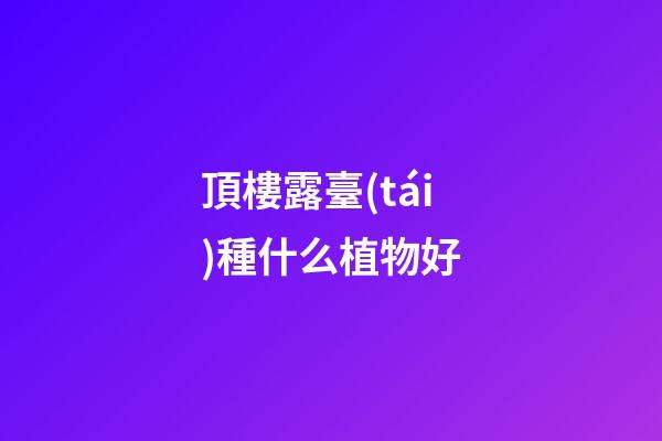 頂樓露臺(tái)種什么植物好