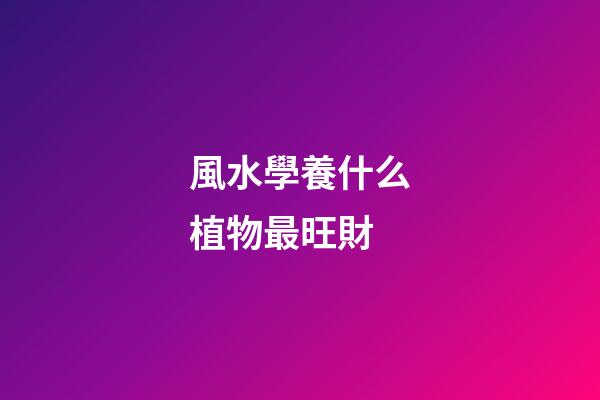 風水學養什么植物最旺財