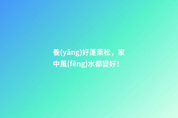 養(yǎng)好蓬萊松，家中風(fēng)水都變好！