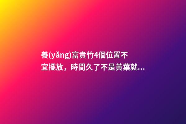 養(yǎng)富貴竹4個位置不宜擺放，時間久了不是黃葉就是發(fā)蔫