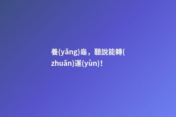 養(yǎng)龜，聽說能轉(zhuǎn)運(yùn)！