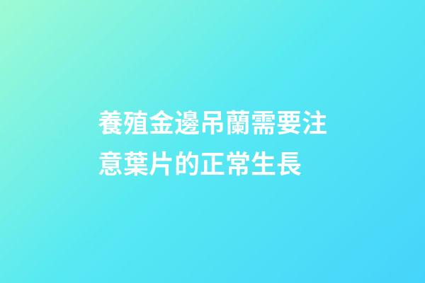 養殖金邊吊蘭需要注意葉片的正常生長