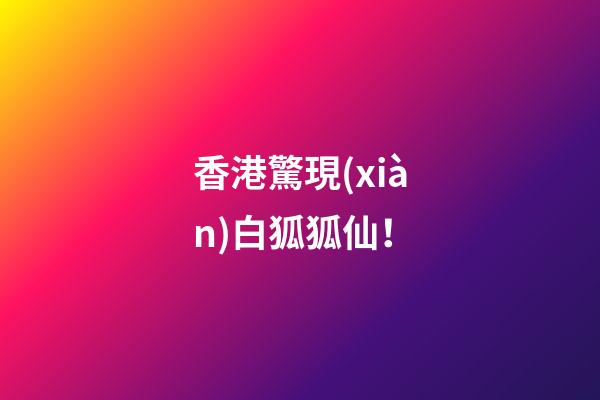 香港驚現(xiàn)白狐狐仙！